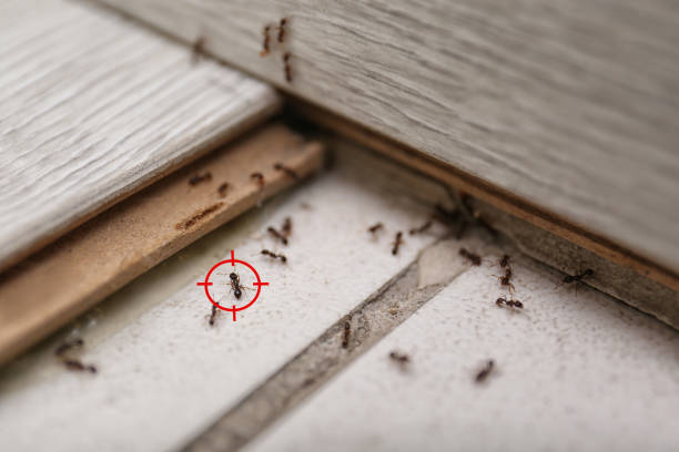 Best Local Pest Control Services  in Cape Charles, VA