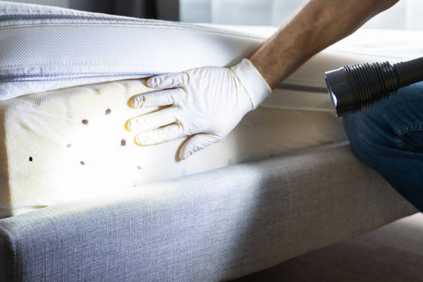 Best Rat Extermination Near Me  in Cape Charles, VA