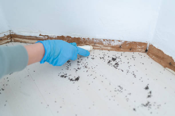 Best Insect Control  in Cape Charles, VA